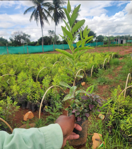 Sandalwood Plant (1 ft) Plants — Sandalwood sapling available at Agro Nursery Garden